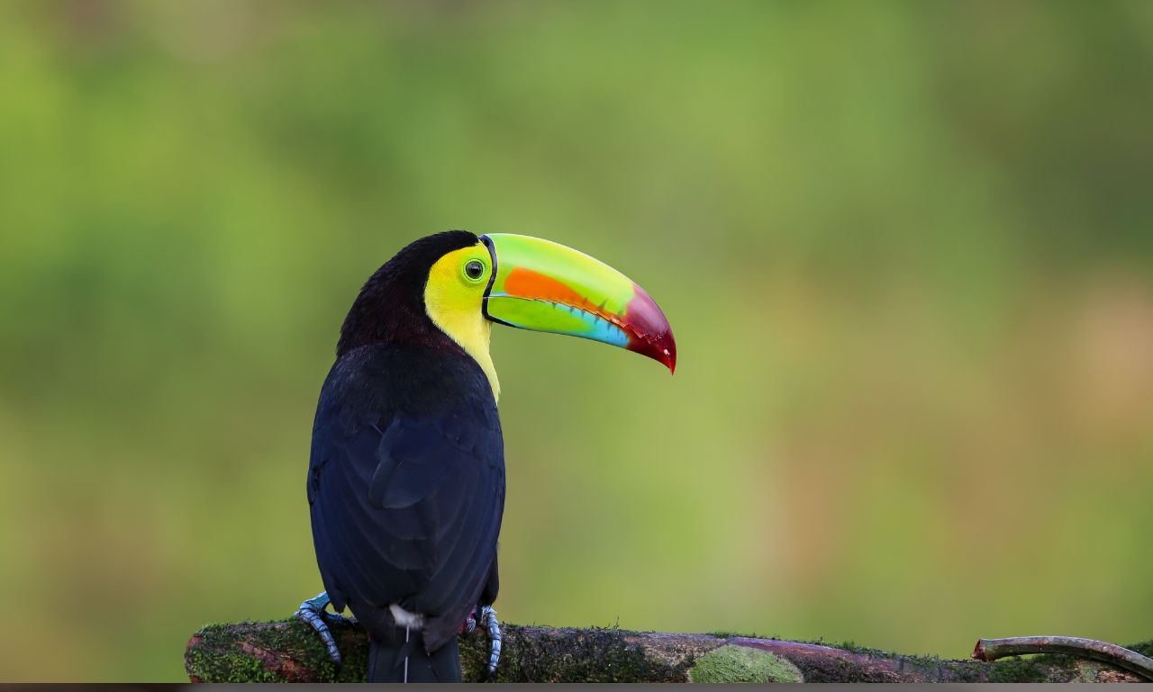 best birding lodges in Costa Rica