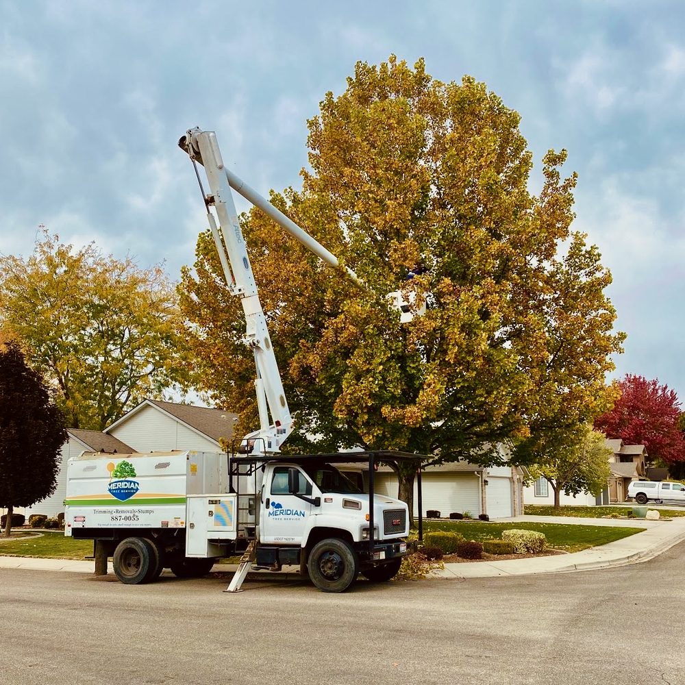 trugreen tree service in nevada